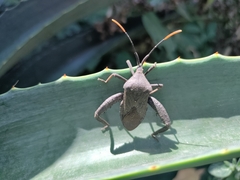 Acanthocephala alata