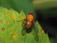 Pegomya testacea