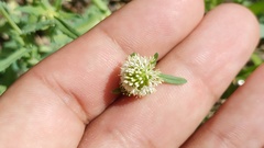 Acicarpha tribuloides