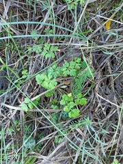 Geranium robertianum