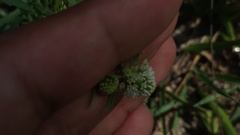 Acicarpha tribuloides
