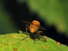 Pegomya testacea
