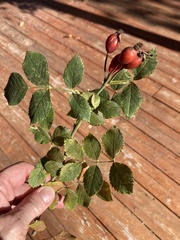Rosa woodsii