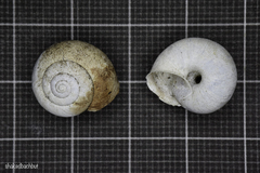 Euomphalia strigella