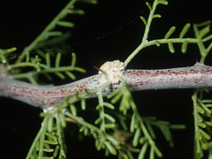 Vachellia schottii