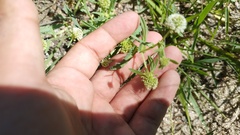 Acicarpha tribuloides