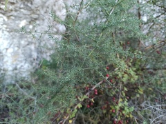 Asparagus acutifolius