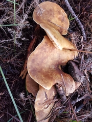 Tapinella panuoides