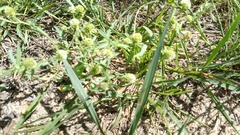 Acicarpha tribuloides