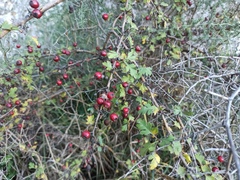 Crataegus monogyna