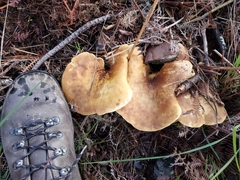Tapinella panuoides