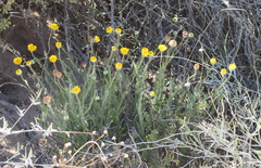 Hysterionica jasionoides