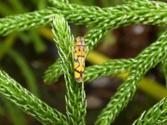 Pawiloma multilunatula