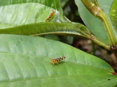 Pawiloma multilunatula