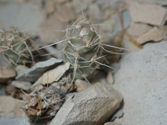 Grusonia