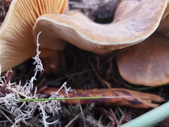 Tapinella panuoides