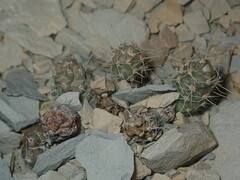 Grusonia