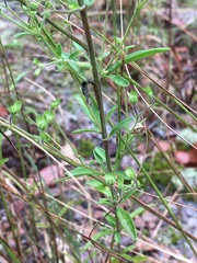Trichostema setaceum