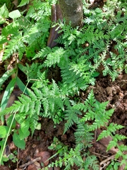 Pityrogramma calomelanos