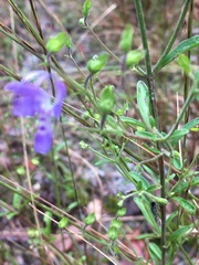 Trichostema setaceum