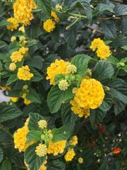 Lantana horrida