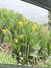 Canna × generalis