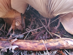 Tapinella panuoides