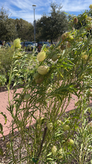 Gomphocarpus physocarpus