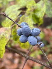Forestiera
