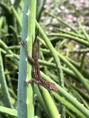Anolis lineatus