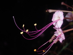 Anulocaulis leiosolenus