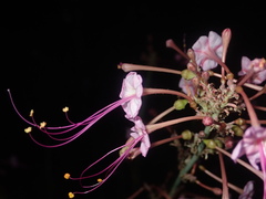 Anulocaulis leiosolenus