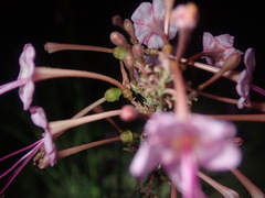 Anulocaulis leiosolenus