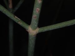 Anulocaulis leiosolenus