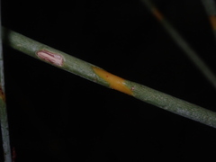 Anulocaulis leiosolenus