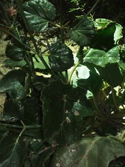 Anulocaulis leiosolenus