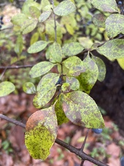 Forestiera
