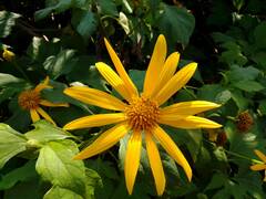 Tithonia diversifolia