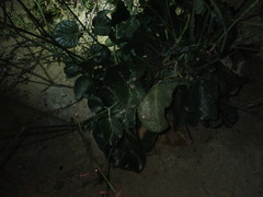Anulocaulis leiosolenus