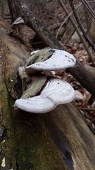 Ganoderma megaloma