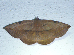 Hypopyra malgassica