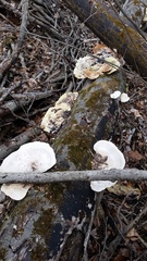 Trametes aesculi