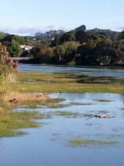 Egretta novaehollandiae