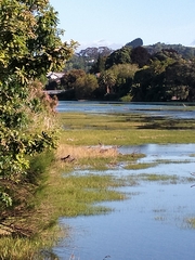 Egretta novaehollandiae