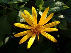 Tithonia diversifolia