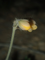 Senna durangensis