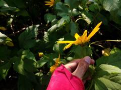 Tithonia diversifolia