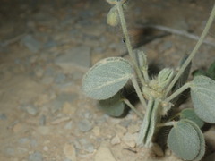 Senna durangensis