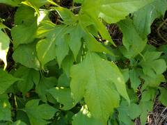 Tithonia diversifolia