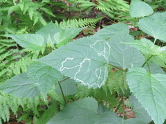 Agromyzidae